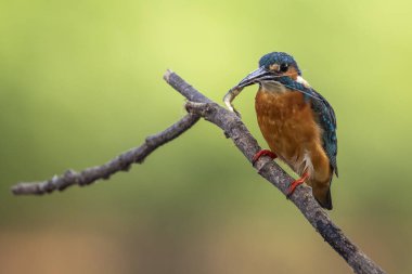 Karidesleri ağızda tutan ve doğanın arka planında bir dala tünemiş ortak kralbalıkçı (Alcedo at this) görüntüsü. Kuş. Hayvanlar.