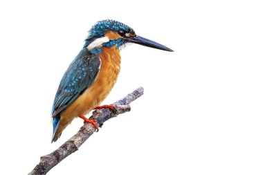 Beyaz arka planda izole bir dala tünemiş sıradan bir Kingfisher (Alcedo at this) resmi. Kuş. Hayvanlar.