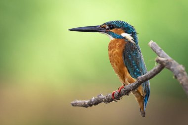 Doğanın arka planında bir dala tünemiş olan kralbalıkçı (Alcedo at this) resmi. Kuş. Hayvanlar.
