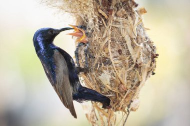 Doğanın arka planında kuş yuvasında beslenen Mor Güneş Kuşu 'nun (Erkek) resmi. (Cinnyris asiaticus) Kuş. Hayvanlar.