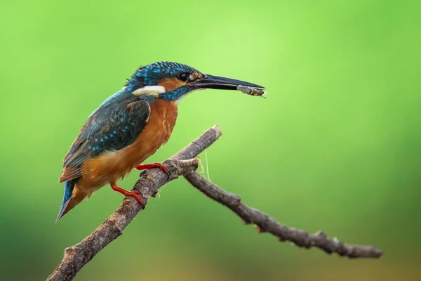 Bild Des Eisvogels Alcedo Atthis Halten Die Garnelen Maul Und — Stockfoto