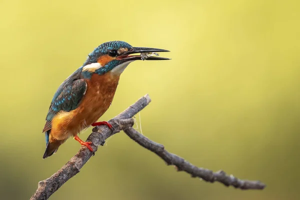 Imagem Kingfisher Comum Alcedo Atthis Segurar Camarão Boca Empoleirado Ramo — Fotografia de Stock