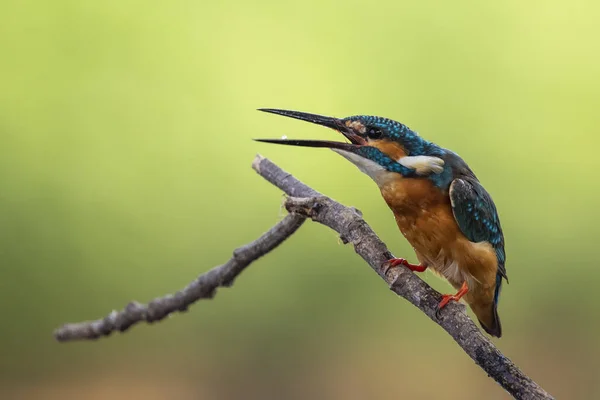 Image Martin Pêcheur Commun Alcedo Atthis Perché Sur Une Branche — Photo