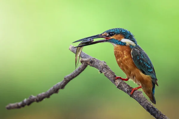 Image Martin Pêcheur Commun Alcedo Atthis Tenant Les Poissons Dans — Photo