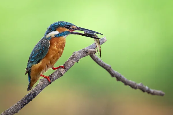 물총새의 알케도 물고기를 있다가 배경에 나뭇가지에 앉는다 — 스톡 사진