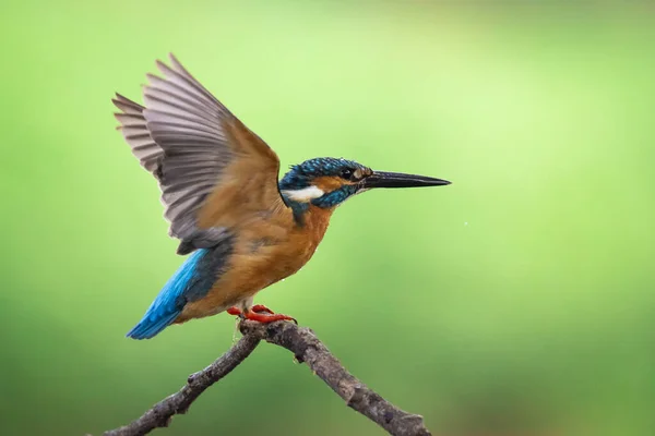 Imagem Pescador Real Comum Alcedo Atthis Empoleirado Ramo Fundo Natureza — Fotografia de Stock