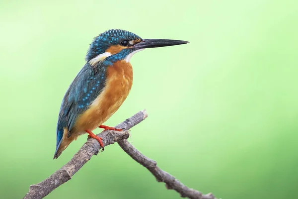 Image Martin Pêcheur Commun Alcedo Atthis Perché Sur Une Branche — Photo