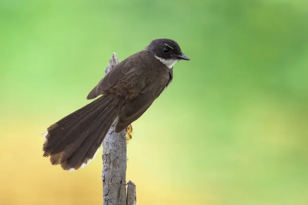 Bild Von Sunda Pied Fantail Oder Malaysian Pied Fantail Rhipidura — Stockfoto