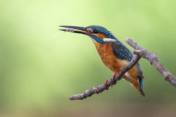 Imagem Kingfisher Comum Alcedo Atthis Segurar Camarão Boca Empoleirado Ramo — Fotografia de Stock