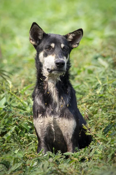 Obraz Czarnego Psa Siedzącego Trawie Zwierzak Zwierzęta — Zdjęcie stockowe