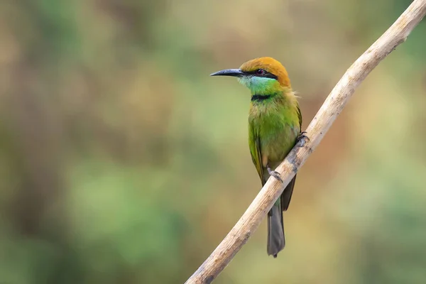 Wizerunek Zielonego Ptaka Jedzącego Pszczoły Merops Orientalis Gałęzi Tle Przyrody — Zdjęcie stockowe