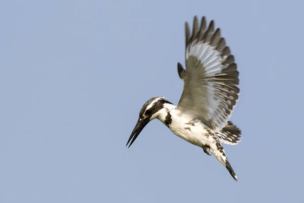 Obraz Pied Kingfisher Ceryle Rudis Samca Unoszącego Się Locie Niebie — Zdjęcie stockowe