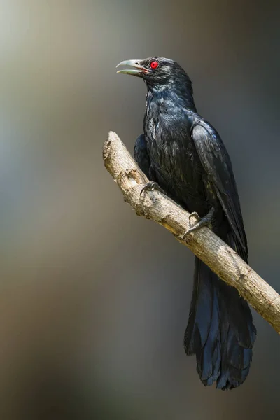 Изображение Азиатской Кольчатой Птицы Самца Ветке Естественном Фоне Eudynamys Scolopaceus — стоковое фото