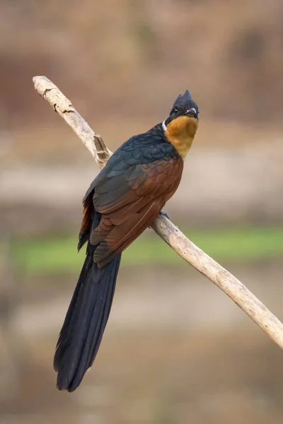 Bild Des Kastanien Geflügelten Kuckucksvogels Clamator Coromandus Auf Einem Ast — Stockfoto