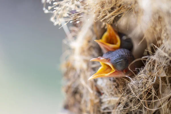 Image of baby birds are waiting for the mother to feed in the bird\'s nest on nature background. Bird. Animals.