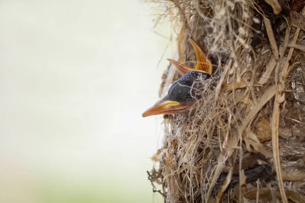 Imagem Filhotes Aves Estão Esperando Mãe Para Alimentar Ninho Pássaro — Fotografia de Stock