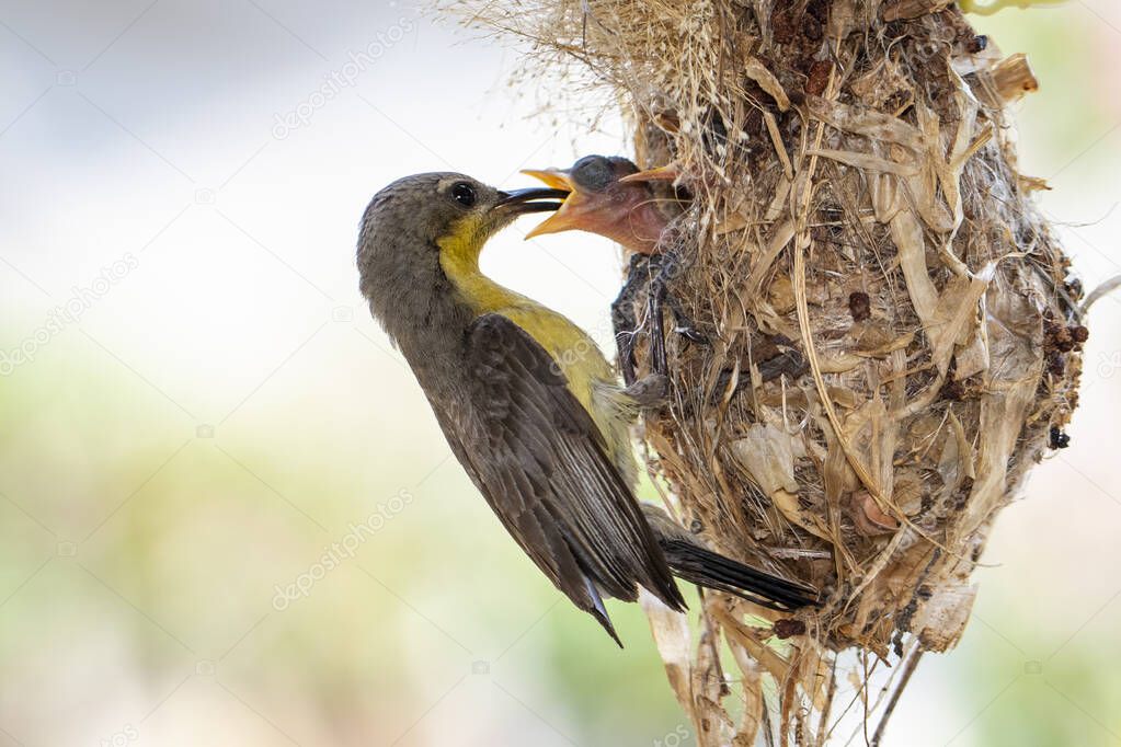 Image of Purple Sunbird (Female) feeding baby bird in the bird's nest on nature background. (Cinnyris asiaticus). Bird. Animals.