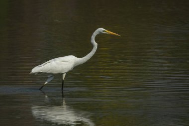 Doğudaki bataklıkta Büyük Akbalıkçıl 'ın (Ardea alba) görüntüsü. Kuş. Hayvanlar.