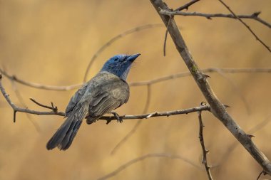 Doğanın arka planında bir ağaç dalında dişi siyah peçeli hükümdarın (Hypothymis azurea) resmi. Kuşlar. Hayvan..