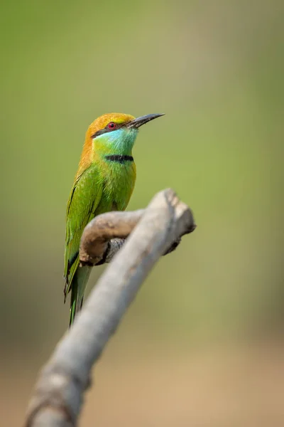 Wizerunek Zielonego Ptaka Jedzącego Pszczoły Merops Orientalis Gałęzi Drzewa Tle — Zdjęcie stockowe