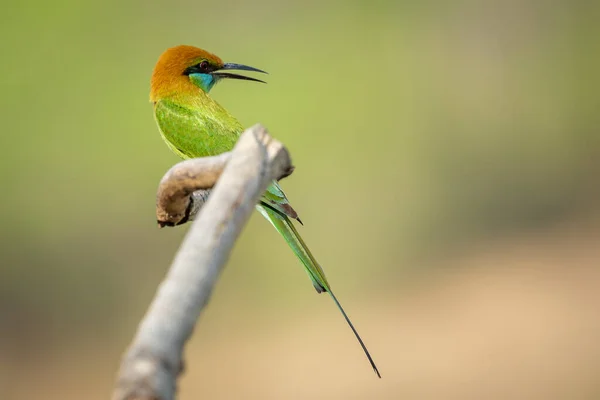 Imagem Pássaro Comedor Abelhas Verde Merops Orientalis Galho Árvore Fundo — Fotografia de Stock