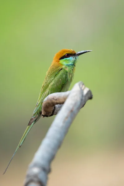 Wizerunek Zielonego Ptaka Jedzącego Pszczoły Merops Orientalis Gałęzi Drzewa Tle — Zdjęcie stockowe