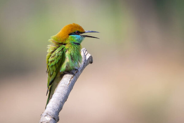 Image of Green Bee-eater bird(Merops orientalis) on a tree branch on nature background. Bird. Animals.