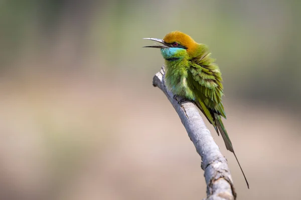 Imagen Green Bee Eater Bird Merops Orientalis Sobre Una Rama — Foto de Stock