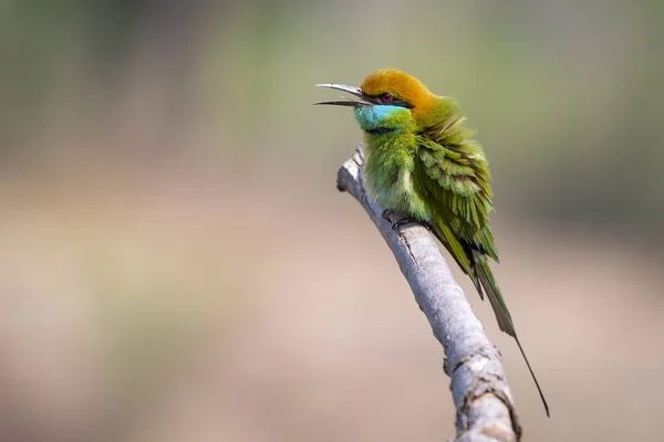 Image Green Bee Eater Bird Merops Orientalis Ramură Copac Fundalul — Fotografie, imagine de stoc