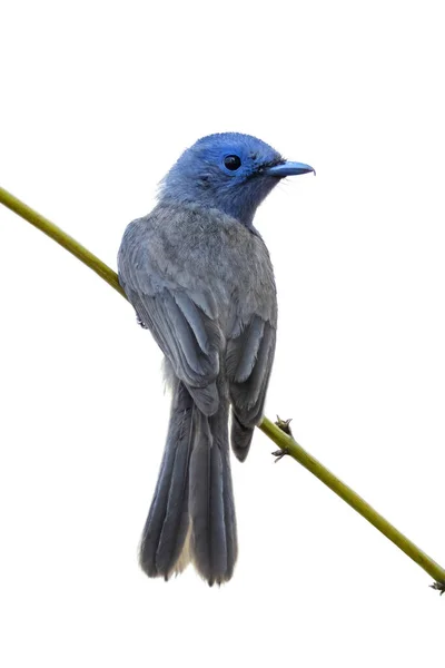 Image Female Black Naped Monarch Hypothymis Azurea Tree Branch White — Stock Photo, Image