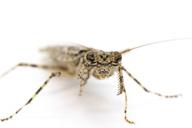 Görüntü kamufle edilmiş ağaç kabuğu peygamber devesi (Liturgusa sp.) Beyaz arka planda. Böcek. Hayvan..