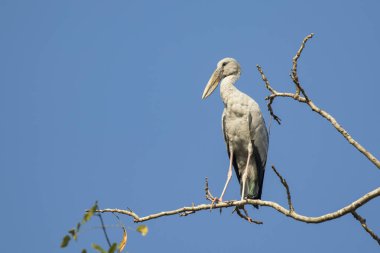 Gökyüzü arka planında Asyalı açılış gagalı leyleğinin (Anastomus oscitans) resmi. Kuş, Vahşi Hayvanlar.