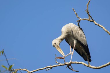 Gökyüzü arka planında Asyalı açılış gagalı leyleğinin (Anastomus oscitans) resmi. Kuş, Vahşi Hayvanlar.