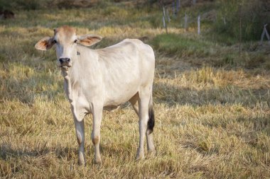 Beyaz inek resmi doğa arka planında. Hayvan çiftliği.