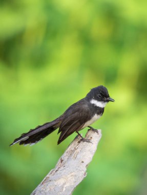 Malezya Pied Fantail 'in (Rhipidura javanica) doğa arka planındaki görüntüsü. Kuş. Hayvanlar.