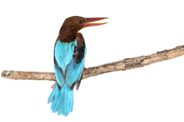 Beyaz boğazlı Kingfisher kanatları beyaz arka planda ağaç dalında. Kuş. Hayvan..