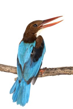 Beyaz boğazlı Kingfisher kanatları beyaz arka planda ağaç dalında. Kuş. Hayvan..