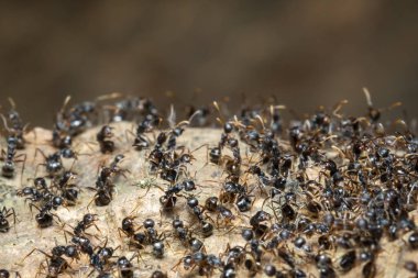 Siyah karınca grubunun doğal bir arka planda görüntüsü. Böcek. Hayvan..