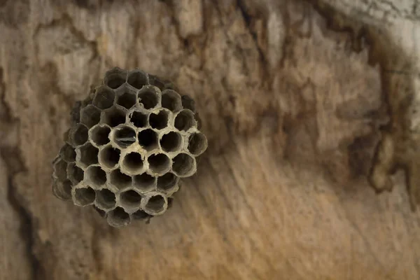 木の背景に小さなスズメバチの巣のイメージ 昆虫だ — ストック写真