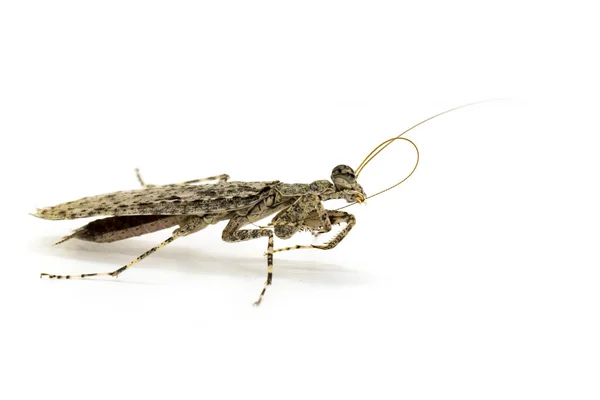 Imagen Mantis Corteza Camuflada Liturgusa Sobre Fondo Blanco Insecto Animales — Foto de Stock