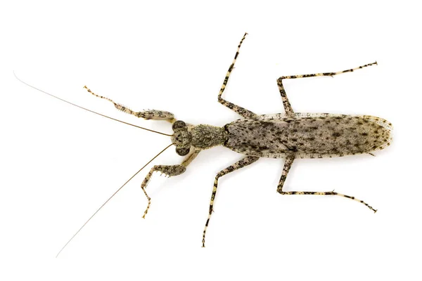 Imagen Mantis Corteza Camuflada Liturgusa Sobre Fondo Blanco Insecto Animales — Foto de Stock