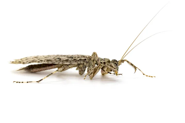 Imagen Mantis Corteza Camuflada Liturgusa Sobre Fondo Blanco Insecto Animales — Foto de Stock