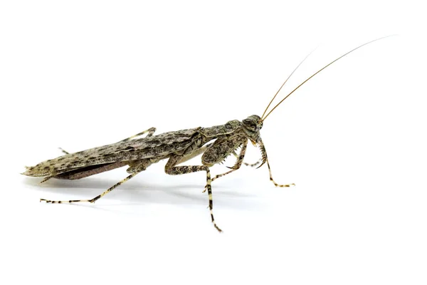 Imagen Mantis Corteza Camuflada Liturgusa Sobre Fondo Blanco Insecto Animales — Foto de Stock