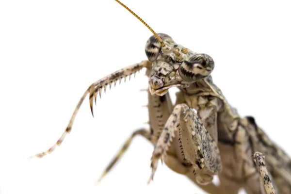 カモフラージュ樹皮マンティス Liturgusa の画像 白を背景に 昆虫だ — ストック写真