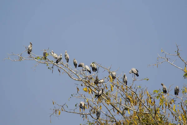 Bild Des Asiatischen Schnabelstorchs Anastomus Oscitans Auf Einem Baum Himmel — Stockfoto
