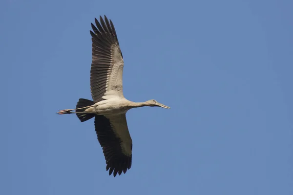 Imagen Una Cigüeña Asiática Anastomus Oscitans Volando Cielo Pájaro Animales — Foto de Stock