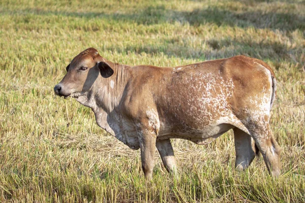 Image of brown cow on nature background. Animal farm.