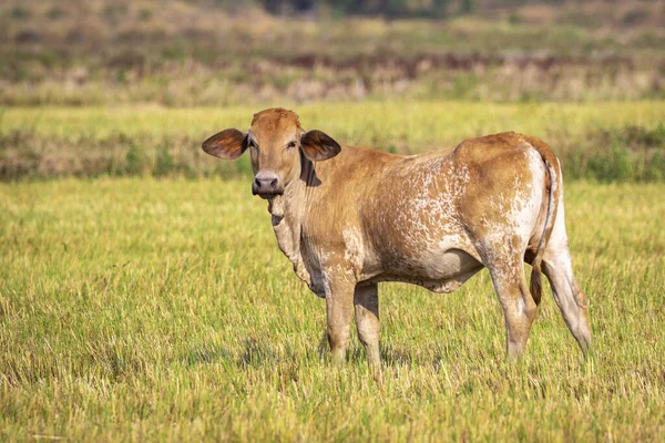 Image of brown cow on nature background. Animal farm.