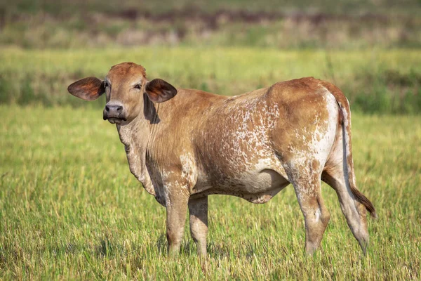 Image of brown cow on nature background. Animal farm.