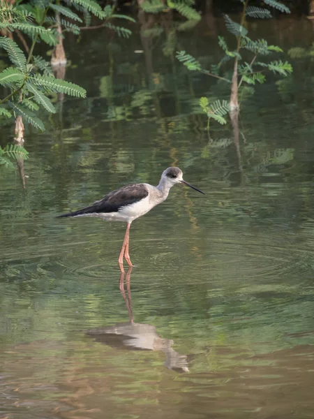 Fekete Szárnyú Stilt Himantopus Himantopus Képe Élelmet Keres Madár Vadállatok — Stock Fotó